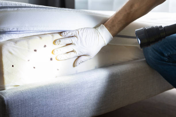 Pest Control for Restaurants in Del Rio, TX