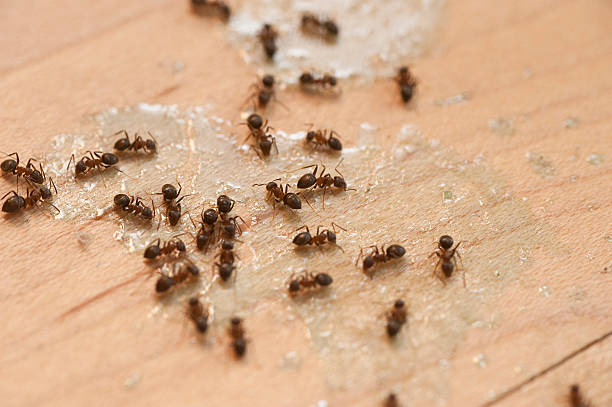 Best Wasp Removal Services  in Del Rio, TX